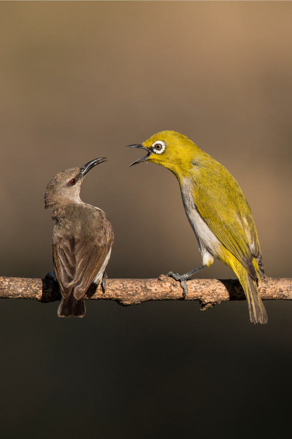 An Itchy Nose Is A Sign An Argument Is Looming