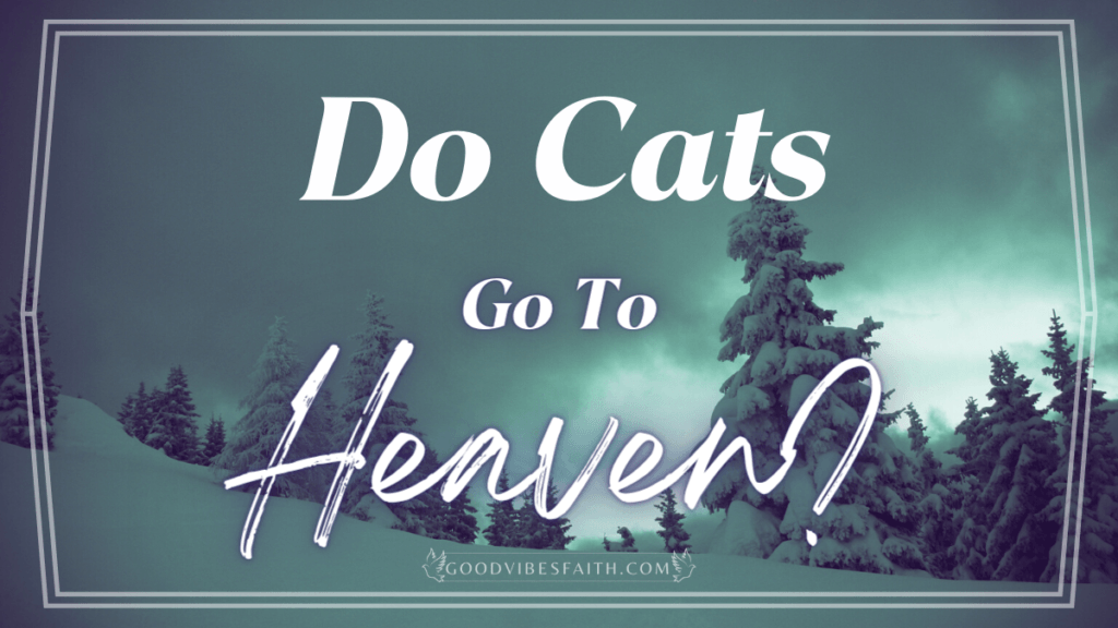 Do Cats Go To Heaven