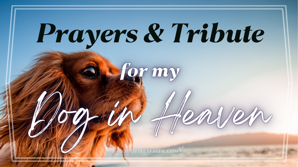 Prayer For My Dog In Heaven: A Tribute To My Beloved Pet