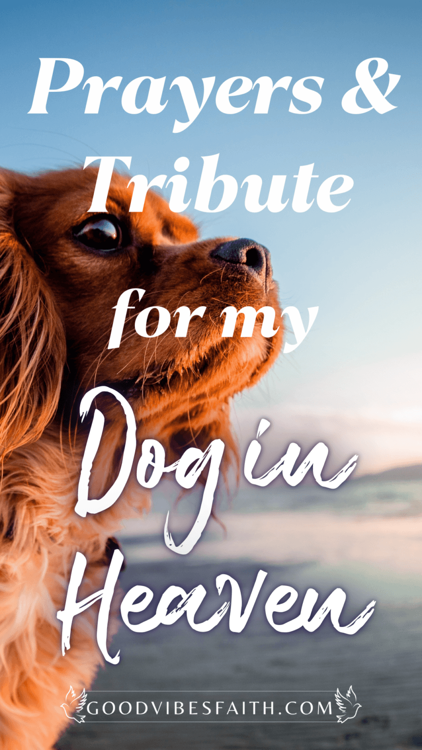 Prayer For My Dog In Heaven: A Tribute To My Beloved Pet