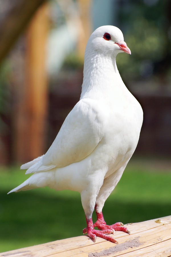 White Pigeon Spiritual Meaning