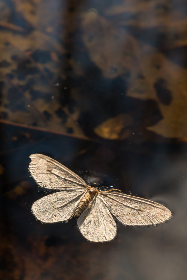 Moth Symbol Death Floating On Water
